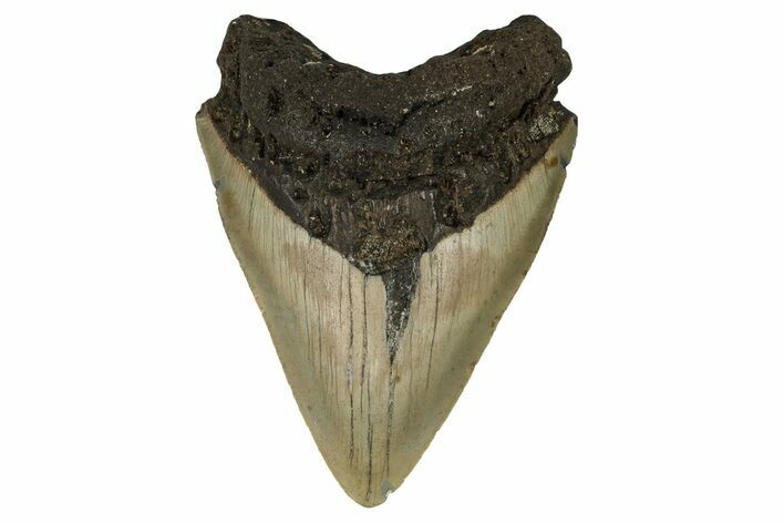 Bargain, Fossil Megalodon Tooth - North Carolina #190648